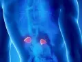 Widok ludzkiego ciała z podświetlonymi nadnerczami, kluczowymi dla produkcji hormonów.
