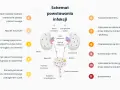 Schemat powstawania infekcji układu moczowego z zaznaczonymi nerkami, pęcherzem i cewką moczową.