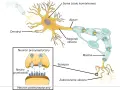 Ilustracja budowy neuronu z zaznaczonymi dendrytami, somą, aksonem, osłonką mielinową i synapsą.