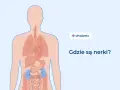 Ilustracja przedstawia schemat ludzkiego ciała z zaznaczonymi nerkami w dolnej części tułowia.