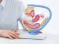 Model anatomiczny narządów rodnych kobiety z widocznymi narządami wewnętrznymi.