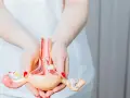 Model anatomiczny narządów rodnych kobiety trzymany w dłoniach.