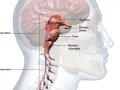Anatomical illustration of the human brainstem, pons, medulla oblongata, pituitary gland, thalamus, and spinal cord.