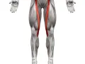 Anatomical illustration of the human leg, highlighting the sartorius muscle (mięsień krawiecki) in red.