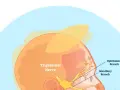 Ilustracja przedstawia schemat nerwu trójdzielnego z zaznaczonymi gałęziami: oczną i szczękową.