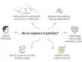 Ilustracja przedstawia schemat wpływu tryptofanu na organizm: produkcję neuroprzekaźników, nastrój, syntezę białek, mikroflorę jelitową i odporność.