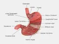 Przekrój przez żołądek, ukazujący jego budowę: przełyk, wpust, dno, trzon, krzywizny, warstwy mięśniowe, dwunastnicę i fałdy żołądkowe.