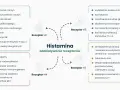 Schemat przedstawia działanie histaminy na receptory H1-H4, wpływając na zapalenie, reakcje alergiczne, trawienie i funkcje poznawcze.