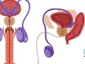 Ilustracja anatomiczna męskiego układu rozrodczego: pęcherz, prostata, nasieniowody, jądra i prącie.