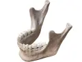 Anatomical model of the human mandible with teeth, isolated on white background.