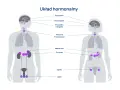 Ilustracja układu hormonalnego z zaznaczonymi gruczołami w mózgu, szyi, nadnerczach, trzustce i narządach płciowych.