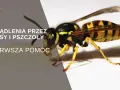 Zbliżenie na osę z tekstem "Użądlenia przez osy i pszczoły. Pierwsza pomoc.