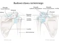 Ilustracja anatomiczna stawu ramiennego z widokiem z przodu i z tyłu, pokazująca obojczyk, łopatkę i mostek.