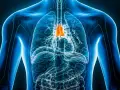 Anatomical illustration of the human chest with the thymus gland highlighted in orange.