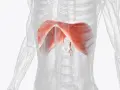 Anatomia przepony w czerwonym kolorze na tle przezroczystego ciała ludzkiego.