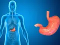Anatomia człowieka z widocznym żołądkiem wewnątrz i osobno.