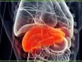 Anatomia wątroby w czerwonym kolorze, otoczona przez przezroczyste narządy wewnętrzne.