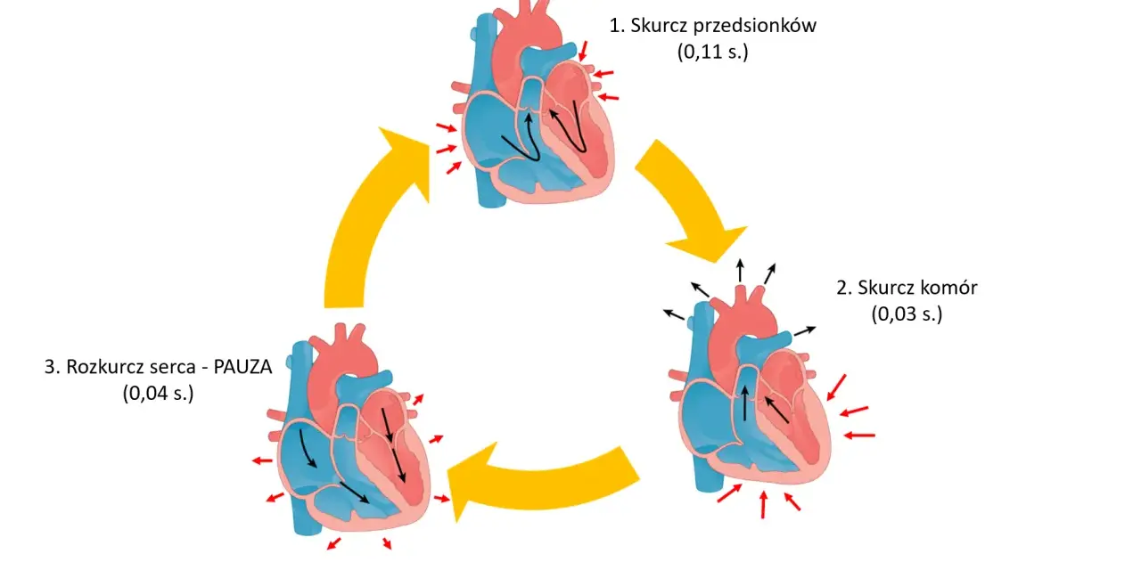 Ilustracja cyklu pracy serca: skurcz przedsionków, skurcz komór i rozkurcz.