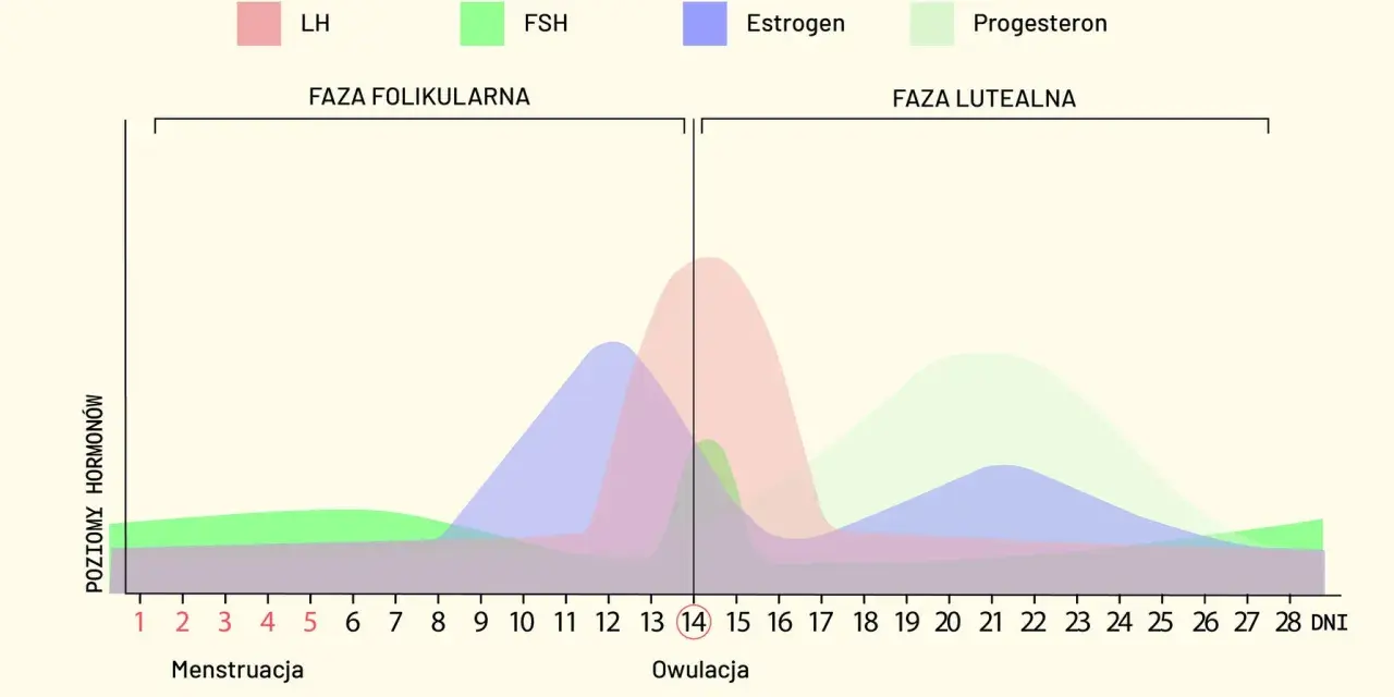 Wykres poziomu hormonów (LH, FSH, estrogen, progesteron) w cyklu miesiączkowym.