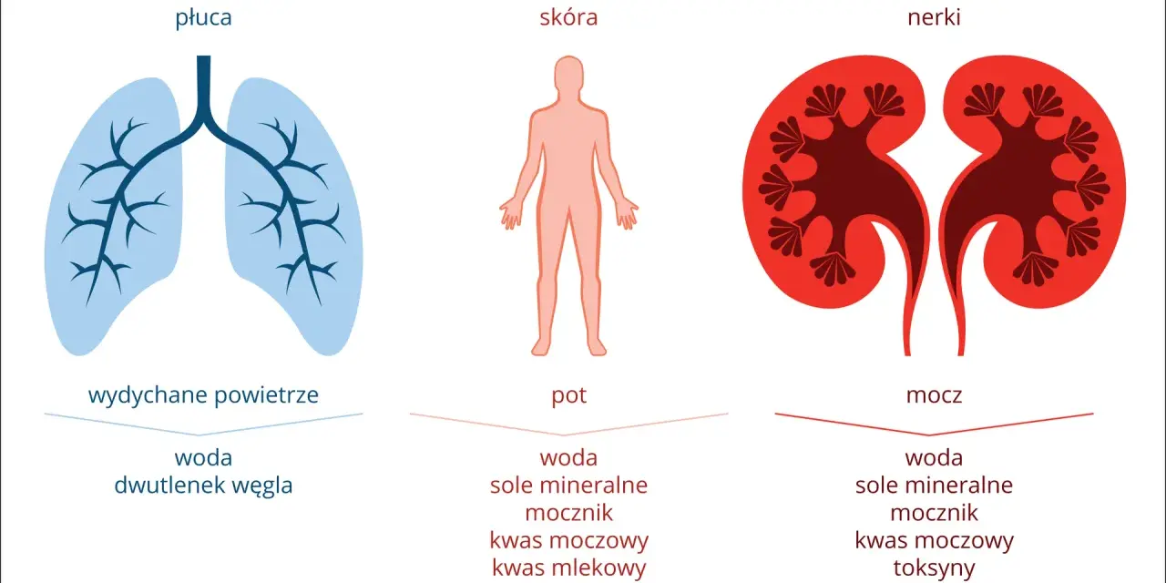 Ilustracja przedstawia płuca, skórę i nerki z wypisanymi substancjami wydalanymi przez te organy.