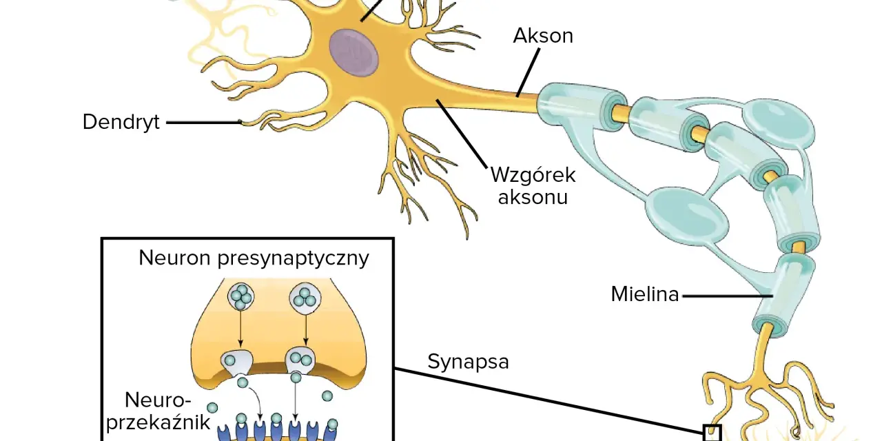 Ilustracja budowy neuronu z zaznaczonymi dendrytami, somą, aksonem, osłonką mielinową i synapsą.