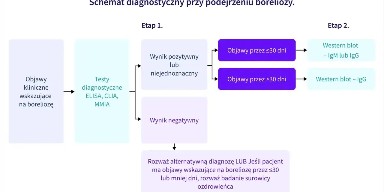 Schemat diagnostyczny boreliozy: objawy kliniczne, testy ELISA/CLIA/MMIA, a następnie Western blot. Najskuteczniejsze badanie na boreliozę zależy od czasu trwania objawów.