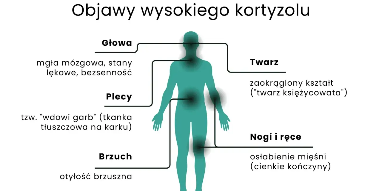 Ilustracja przedstawia sylwetkę człowieka z zaznaczonymi obszarami ciała i objawami wysokiego kortyzolu.