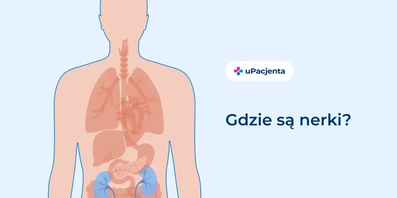 Ilustracja przedstawia schemat ludzkiego ciała z zaznaczonymi nerkami w dolnej części tułowia.