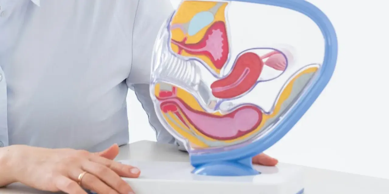 Model anatomiczny narządów rodnych kobiety z widocznymi narządami wewnętrznymi.
