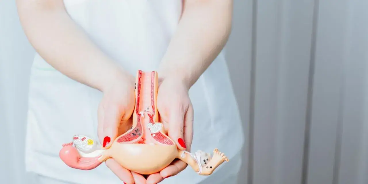 Model anatomiczny narządów rodnych kobiety trzymany w dłoniach.