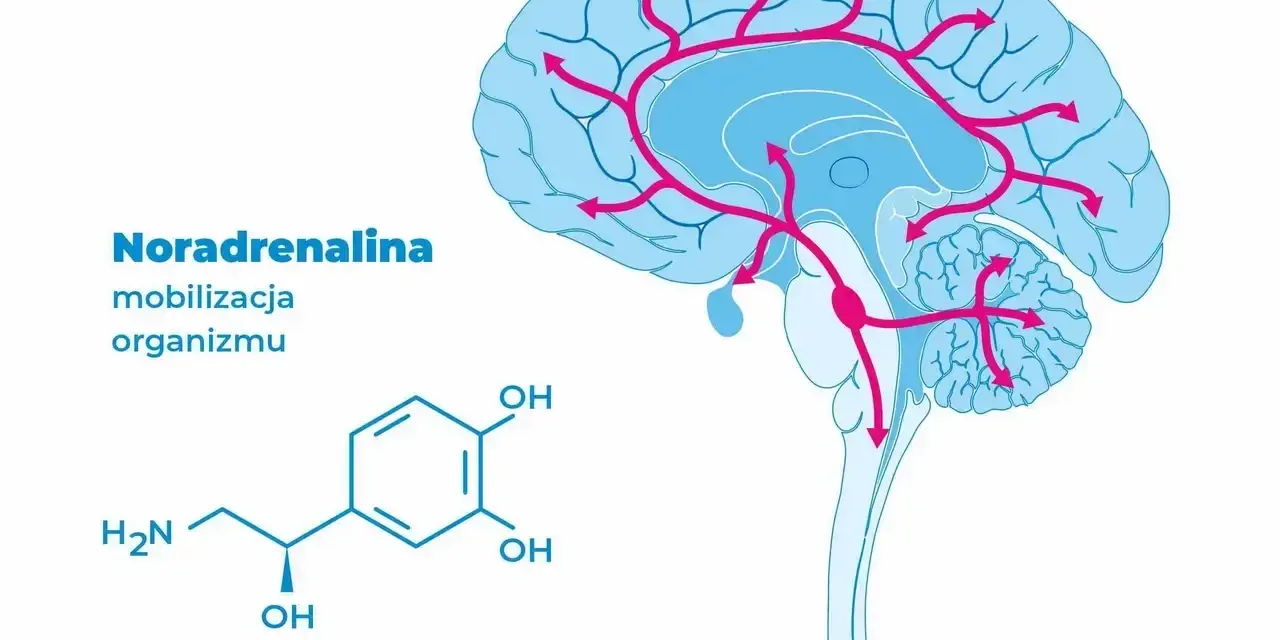 Schemat mózgu z zaznaczonymi ścieżkami noradrenaliny i jej wzór chemiczny.
