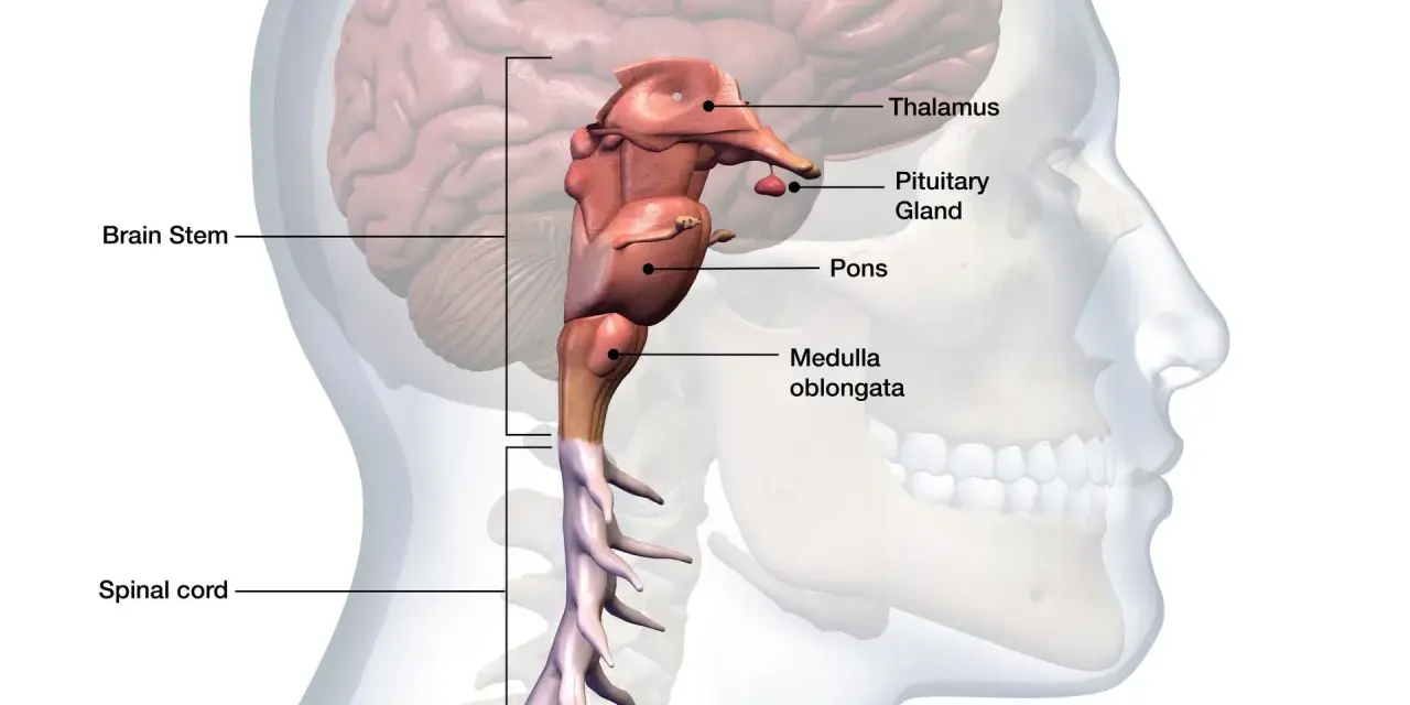 Anatomical illustration of the human brainstem, pons, medulla oblongata, pituitary gland, thalamus, and spinal cord.