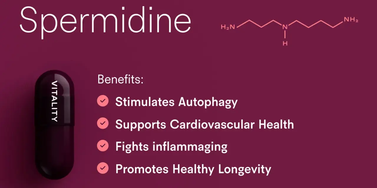 Grafika przedstawia nazwę "Spermidine", wzór chemiczny, kapsułkę "VITALITY" i listę korzyści.