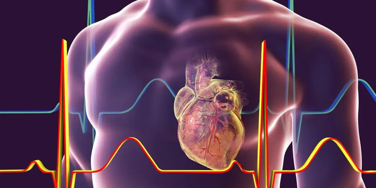 Anatomical serce na tle wykresów EKG i sylwetki człowieka.