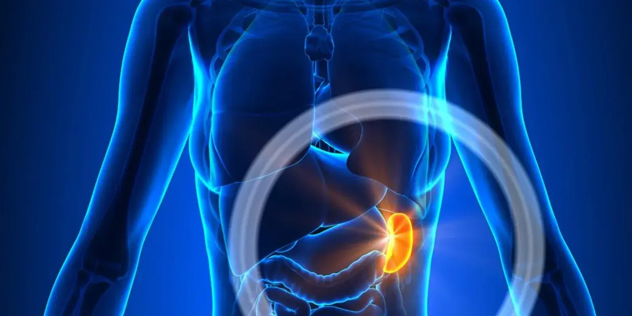 Anatomia człowieka z podświetloną, pomarańczową śledzioną.