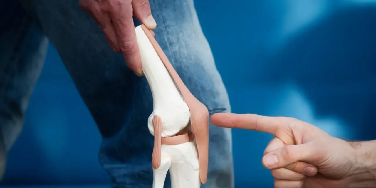 Model anatomiczny kolana, na który wskazuje palec, na tle niebieskim.