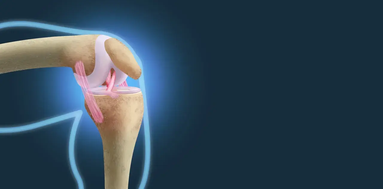 Ilustracja anatomiczna stawu kolanowego z widocznymi więzadłami i kośćmi.