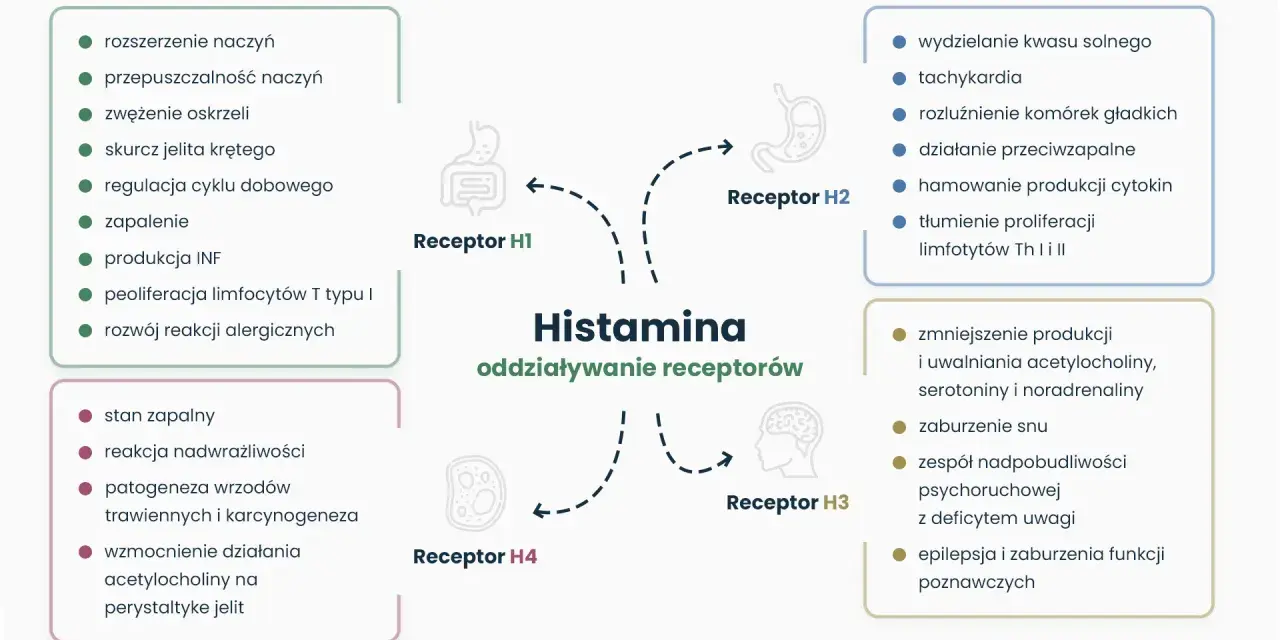 Schemat przedstawia działanie histaminy na receptory H1-H4, wpływając na zapalenie, reakcje alergiczne, trawienie i funkcje poznawcze.