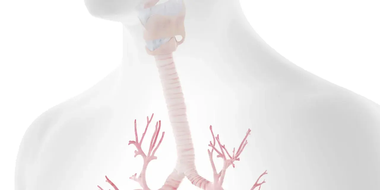 Ilustracja przedstawiająca budowę krtani, tchawicy i oskrzeli.