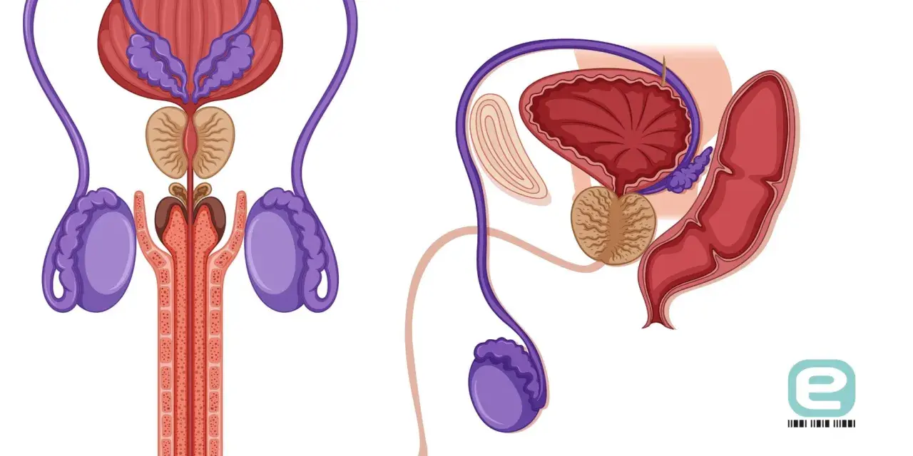 Ilustracja anatomiczna męskiego układu rozrodczego: pęcherz, prostata, nasieniowody, jądra i prącie.
