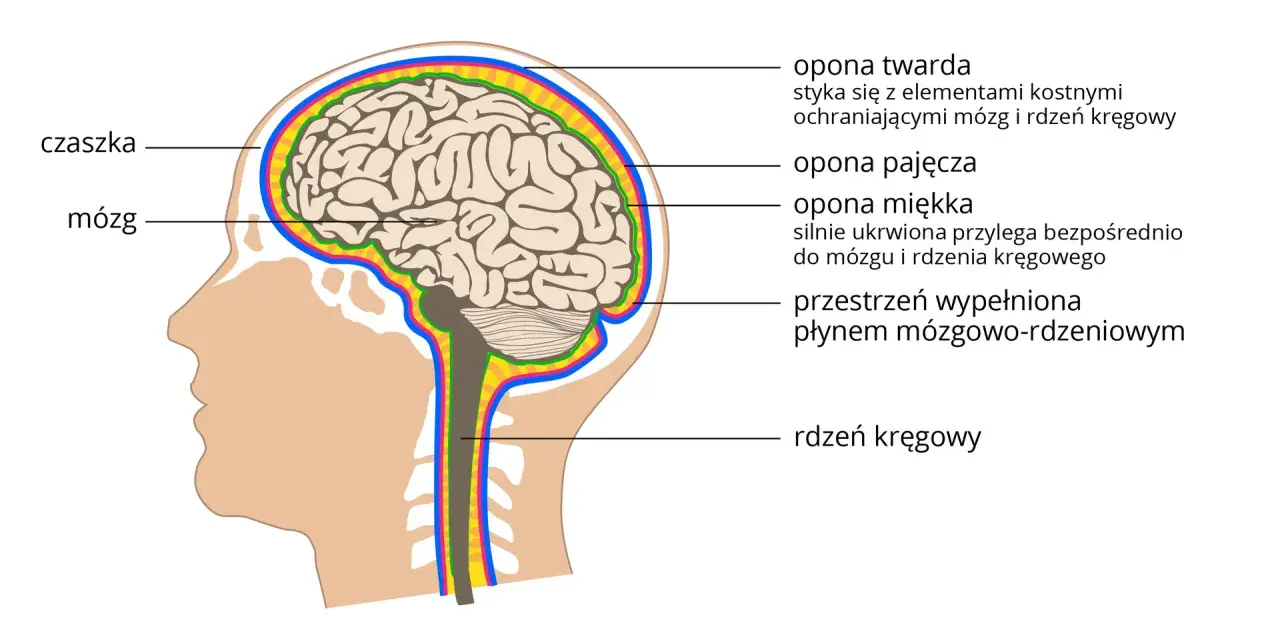 Przekrój ludzkiej głowy z mózgiem, czaszką i oponami mózgowymi.
