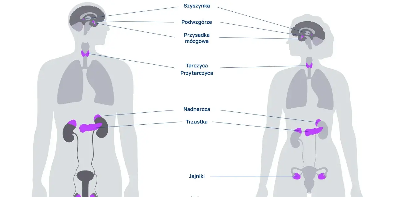 Ilustracja układu hormonalnego z zaznaczonymi gruczołami w mózgu, szyi, nadnerczach, trzustce i narządach płciowych.