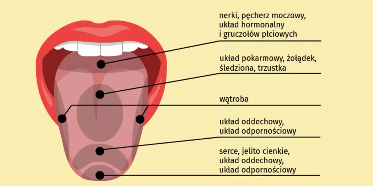 Ilustracja języka z zaznaczonymi punktami i opisami powiązanych organów.
