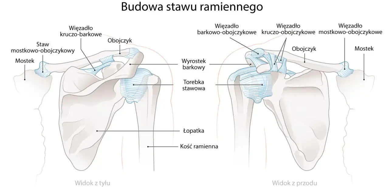 Ilustracja anatomiczna stawu ramiennego z widokiem z przodu i z tyłu, pokazująca obojczyk, łopatkę i mostek.