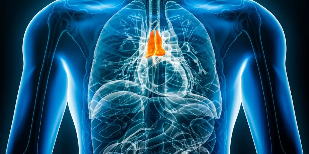 Anatomical illustration of the human chest with the thymus gland highlighted in orange.