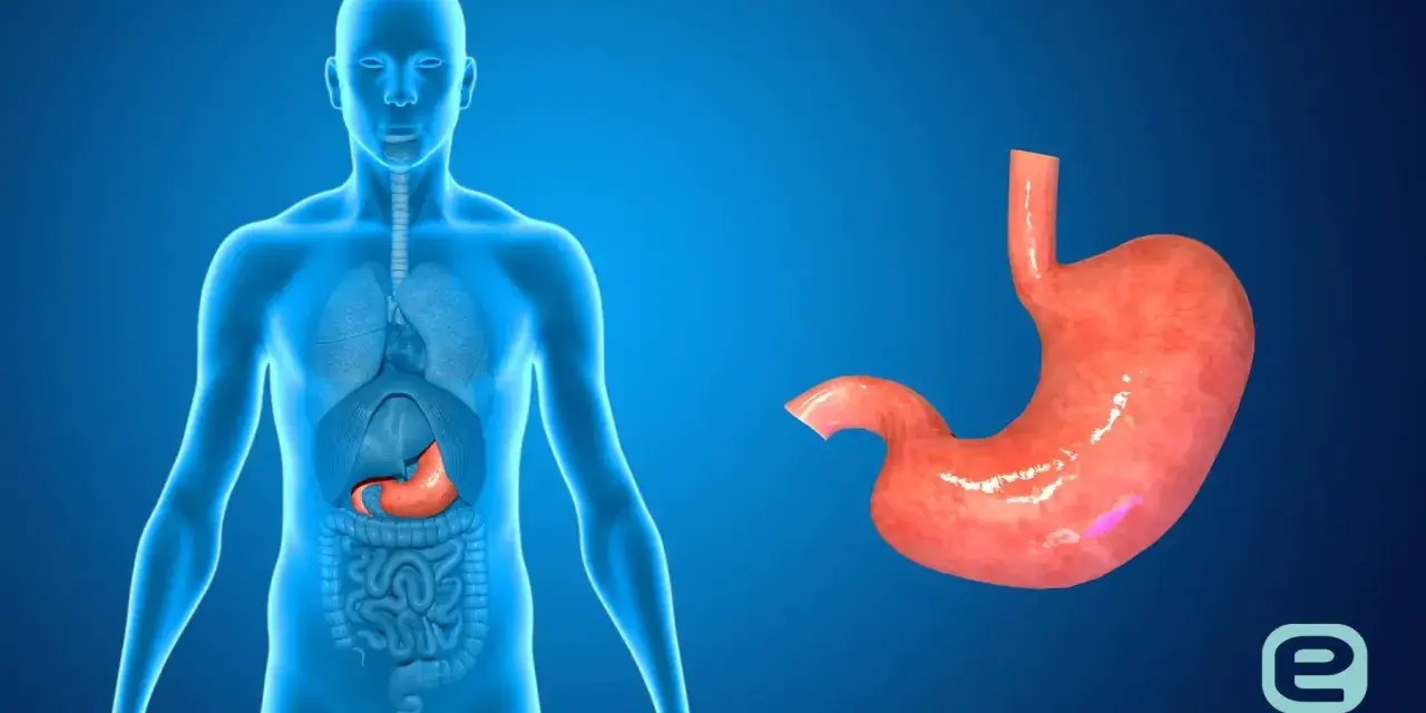 Anatomia człowieka z widocznym żołądkiem wewnątrz i osobno.