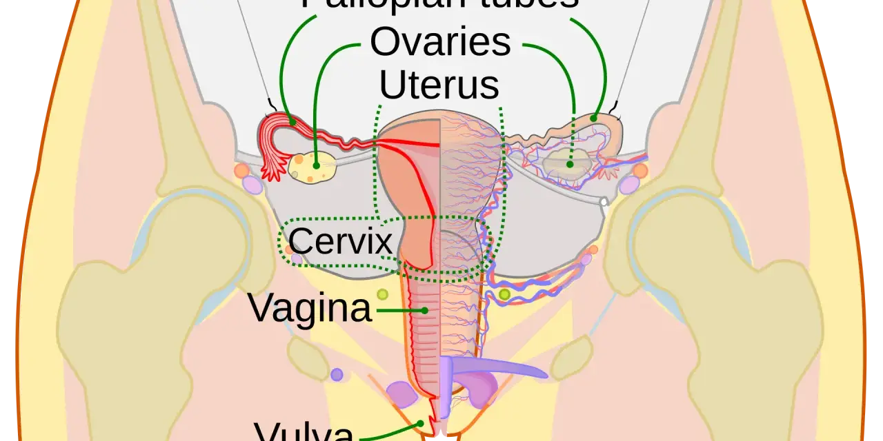 Schemat anatomiczny kobiecych narządów rozrodczych z zaznaczonymi jajowodami, jajnikami, macicą, szyjką macicy, pochwą i sromem.