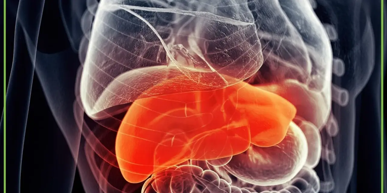 Anatomia wątroby w czerwonym kolorze, otoczona przez przezroczyste narządy wewnętrzne.