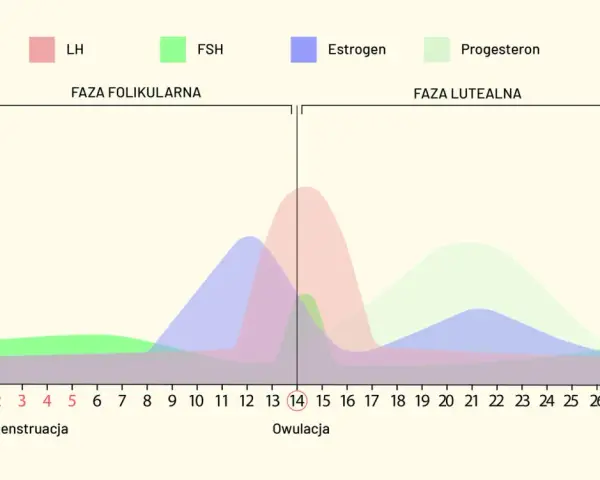 Wykres poziomu hormonów (LH, FSH, estrogen, progesteron) w cyklu miesiączkowym.