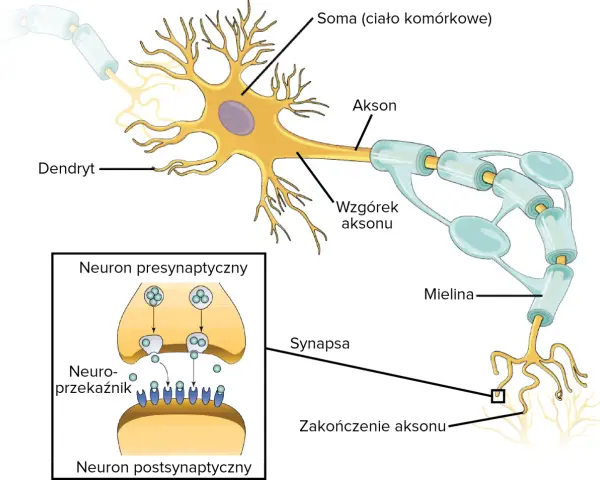 Ilustracja budowy neuronu z zaznaczonymi dendrytami, somą, aksonem, osłonką mielinową i synapsą.